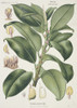 Ficus Elastica  Indian Rubber Tree Poster Print By Mary Evans / Natural History Museum - Item # VARMEL10706676