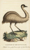 Juvenile Cassowary Of New South Wales  Casuarius Casuarius Poster Print By ® Florilegius / Mary Evans - Item # VARMEL10937886