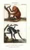 Red Howler Monkey  Alouatta Seniculus  Andà Poster Print By ® Florilegius / Mary Evans - Item # VARMEL10936114