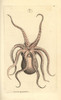 Horned Octopus  Eledone Cirrhosa Poster Print By ® Florilegius / Mary Evans - Item # VARMEL10940484