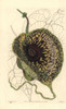 Stinking Birthwort  Aristolochia Arborescens Poster Print By ® Florilegius / Mary Evans - Item # VARMEL10935345