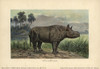 Aceratherium  Extinct Genus Of Rhinoceros Fromà Poster Print By ® Florilegius / Mary Evans - Item # VARMEL10937717