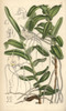 Angraecum Germinyanum  White Orchid Native Of Madagascar Poster Print By ® Florilegius / Mary Evans - Item # VARMEL10935136