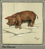 Hungry Peter As A Piglet Looking For Food Poster Print By Mary Evans Picture Library - Item # VARMEL10644880