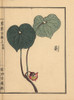 Japanese Wild Ginger  Asarum Caulescens Maxim Poster Print By ® Florilegius / Mary Evans - Item # VARMEL10938701