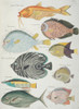 Colourful Illustration Of Nine Fish Poster Print By Mary Evans / Natural History Museum - Item # VARMEL10708217