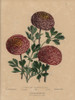 Persian Ranunculus Varieties: Columbus  Argo  And Hilda Poster Print By ® Florilegius / Mary Evans - Item # VARMEL10936819