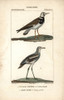 Ruddy Turnstone  Arenaria Interpres  And Stone-Curlewà Poster Print By ® Florilegius / Mary Evans - Item # VARMEL10938978