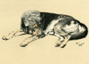 Illustration By Cecil Aldin  Alsatian Lying Down Poster Print By Mary Evans Picture Library - Item # VARMEL10980859