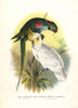 Rose-Ringed Parakeet  Psittacula Krameri  Andà Poster Print By ® Florilegius / Mary Evans - Item # VARMEL10939130