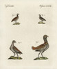 Great Bustard And Little Bustard Poster Print By ® Florilegius / Mary Evans - Item # VARMEL10934746