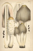 Shaggy Ink Cap And Common Ink Cap Mushroom Poster Print By ® Florilegius / Mary Evans - Item # VARMEL10936599