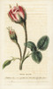 Moss Rose  Rosa Muscosa Poster Print By ® Florilegius / Mary Evans - Item # VARMEL10938003