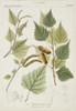 Betula Odorata  Birch Poster Print By Mary Evans / Natural History Museum - Item # VARMEL10706757