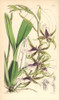 Halberd-Lipped Odontoglossum Orchid  Odontoglossumà Poster Print By ® Florilegius / Mary Evans - Item # VARMEL10935086