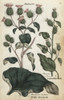 Woolly Burdock And Lesser Burdock Poster Print By ® Florilegius / Mary Evans - Item # VARMEL10935893