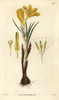 Golden Crocus  Crocus Aureus Poster Print By ® Florilegius / Mary Evans - Item # VARMEL10934949