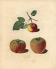Apple Varieties  Malus Domestica Poster Print By ® Florilegius / Mary Evans - Item # VARMEL10935718