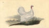White Turkey  Melagris Gallopavo Poster Print By ® Florilegius / Mary Evans - Item # VARMEL10936337