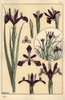Iris Plant And Flower Parts  With Inset Poster Print By ® Florilegius / Mary Evans - Item # VARMEL10937491