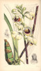 Mr Warre'S Maxillaria Orchid  Warrea Warreana Poster Print By ® Florilegius / Mary Evans - Item # VARMEL10935049