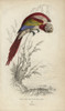 Scarlet Macaw  Ara Macao Poster Print By ® Florilegius / Mary Evans - Item # VARMEL10939090