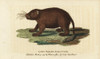 Asiatic Brush-Tailed Porcupine  Atherurus Macrourus Poster Print By ® Florilegius / Mary Evans - Item # VARMEL10937911