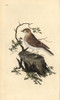 Woodlark  Lullula Arborea Poster Print By ® Florilegius / Mary Evans - Item # VARMEL10936253