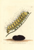 Great Peacock Moth  Saturnia Pyri Poster Print By ® Florilegius / Mary Evans - Item # VARMEL10940671