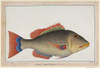 Snapper Fish Poster Print By Mary Evans / Natural History Museum - Item # VARMEL10708546