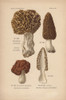Morel Mushrooms: Morchella Esculenta  M Conicaà Poster Print By ® Florilegius / Mary Evans - Item # VARMEL10936436