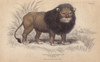 Cape Or Black-Maned Lion  Panthera Leo Melanochaitaà Poster Print By ® Florilegius / Mary Evans - Item # VARMEL10938829