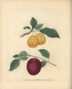 Plum Varieties  Prunus Domestica Poster Print By ® Florilegius / Mary Evans - Item # VARMEL10935675