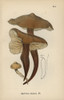 Spindle Stem  Agaricus Fusipes Poster Print By ® Florilegius / Mary Evans - Item # VARMEL10935585