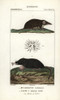 Common Shrew  Sorex Araneus  And Star-Nosedà Poster Print By ® Florilegius / Mary Evans - Item # VARMEL10939068