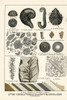 Fossils Of Diatoms  Foraminifera  Ferns And Mollusks Poster Print By ® Florilegius / Mary Evans - Item # VARMEL10941181