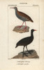 Water Rail  Rallus Aquaticus  And Eurasian Coot  Fulica Atra Poster Print By ® Florilegius / Mary Evans - Item # VARMEL10938965