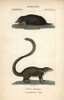 Common Mole  Talpa Europaea  And Large Treeshrewà Poster Print By ® Florilegius / Mary Evans - Item # VARMEL10939067