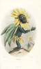 Sunflower Flower Fairy  Helianthus Annuus Poster Print By ® Florilegius / Mary Evans - Item # VARMEL10937450