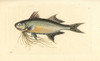 Paradise Threadfin  Polynemus Paradiseus Poster Print By ® Florilegius / Mary Evans - Item # VARMEL10940686