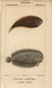 Tonguefish  Symphurus  And Marbled Sole  Pleuronectes Poster Print By ® Florilegius / Mary Evans - Item # VARMEL10938408