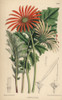 Gerbera Jamesoni  Orange Flower Native To The Transvaal Poster Print By ® Florilegius / Mary Evans - Item # VARMEL10935162