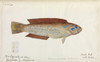 Fish Poster Print By Mary Evans / Natural History Museum - Item # VARMEL10716165