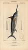 Swordfish  Xiphias Gladius Poster Print By ® Florilegius / Mary Evans - Item # VARMEL10938446