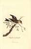 Brambling Or Mountain Finch  Fringilla Montifringilla Poster Print By ® Florilegius / Mary Evans - Item # VARMEL10937323