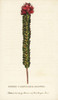 Single Cornucopia Flower Poster Print By ® Florilegius / Mary Evans - Item # VARMEL10937807