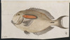 Plate 99 By William Ellis Poster Print By Mary Evans / Natural History Museum - Item # VARMEL10706122