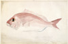 Pagrosomus Auratus  Snapper Poster Print By Mary Evans / Natural History Museum - Item # VARMEL10706815