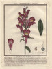 Crimson And Yellow Snapdragon  Antirrhinum Majus Poster Print By ® Florilegius / Mary Evans - Item # VARMEL10935831