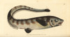 Snub-Nosed Spiny Eel  Notacanthus Chemnitzii Poster Print By ® Florilegius / Mary Evans - Item # VARMEL10940682